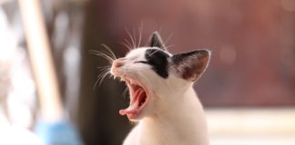 gatto che "sbadaccia"
